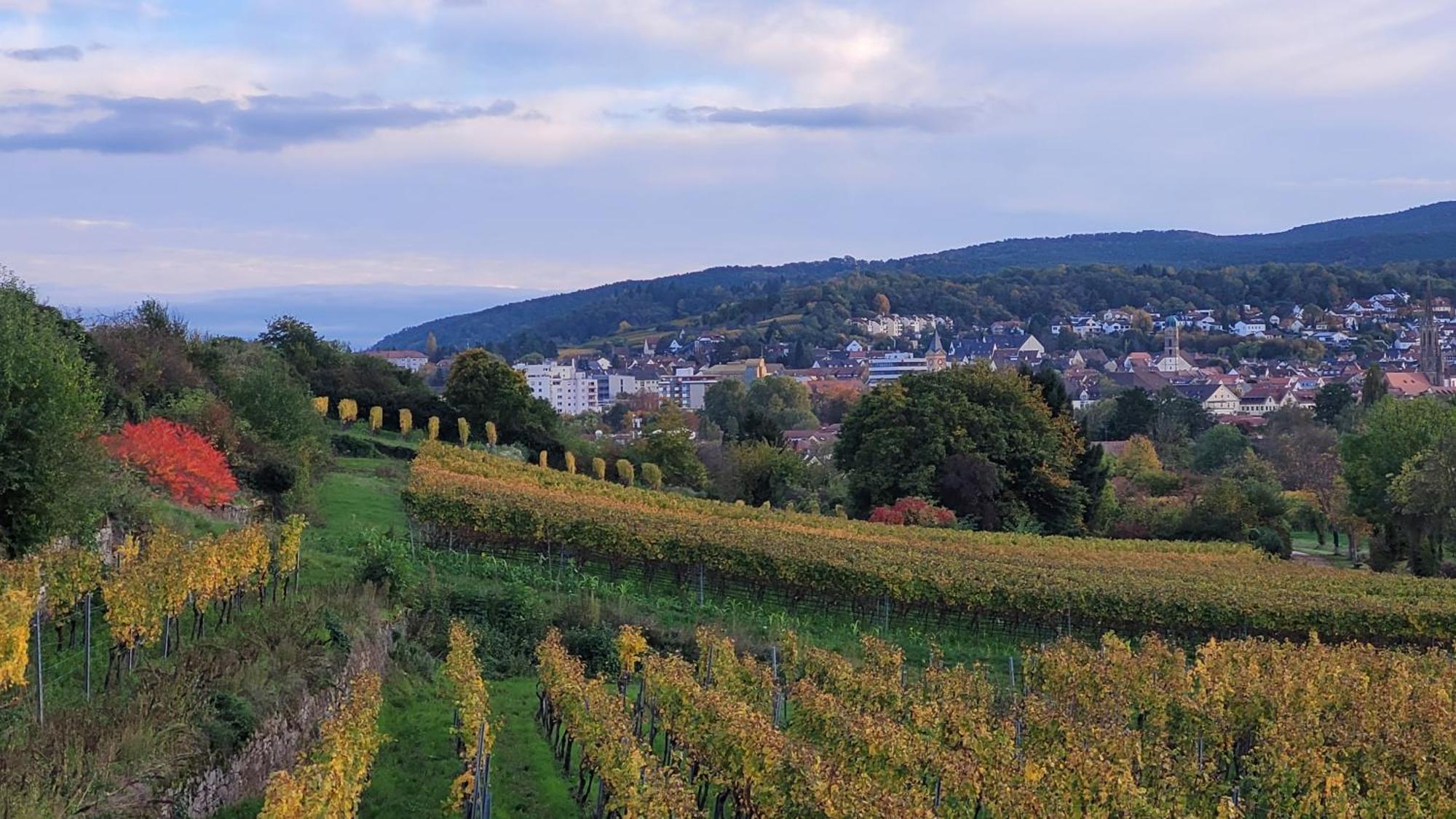 Ihr Bett Mit Blick Auf Die Weinberge Apartment Bad Duerkheim Exterior photo