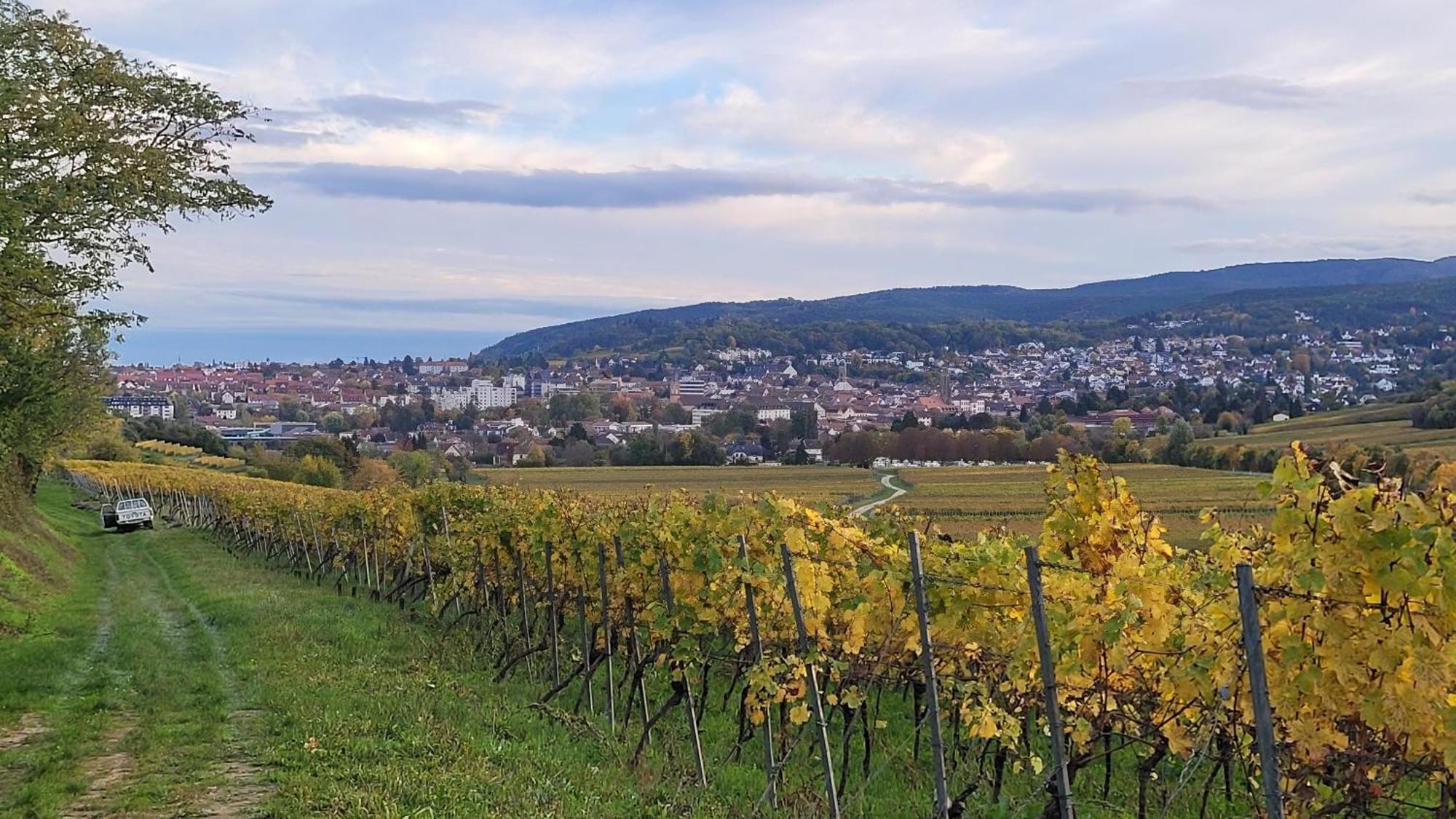 Ihr Bett Mit Blick Auf Die Weinberge Apartment Bad Duerkheim Exterior photo